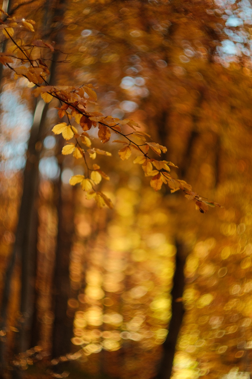 Swirly autumn bokeh